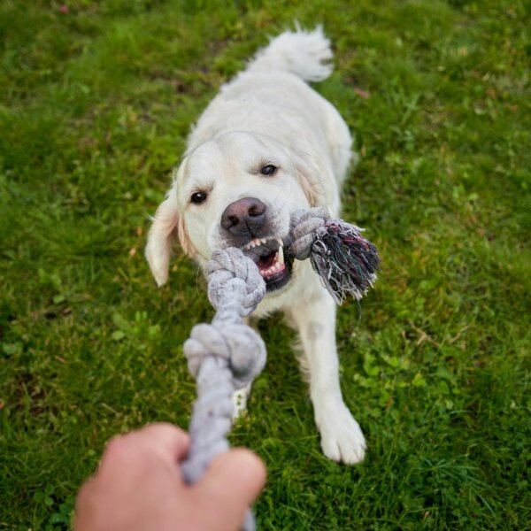 A joyful white retriever plays tug of war with its owner in a lush green garden.