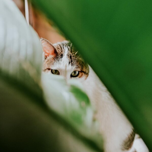 A curious cat peers through vibrant green leaves, showcasing its captivating eyes.