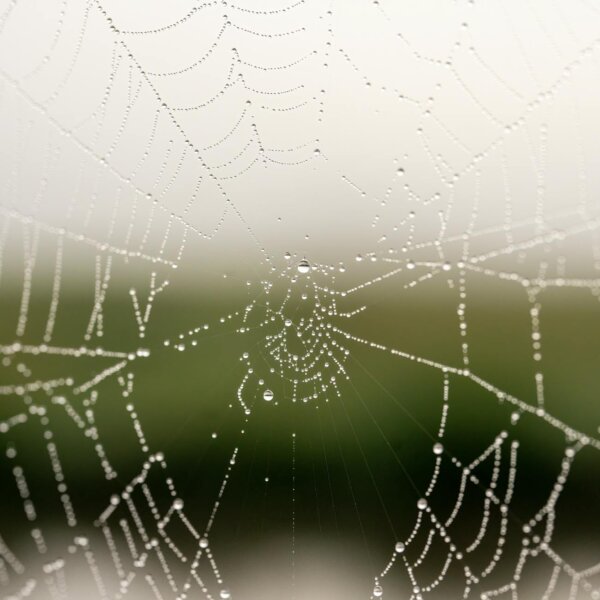 Close-up of a spiderweb with dewdrops in Tell, WI, USA, showcasing delicate design.