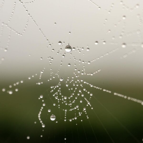 Detailed close-up image of a dew-covered spiderweb, capturing delicate raindrops in Tell, WI's natural setting.