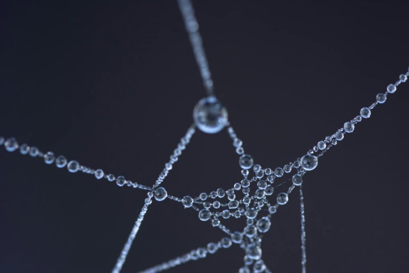 Close-up shot of a spider web with glistening water droplets, creating an artistic and abstract appearance.