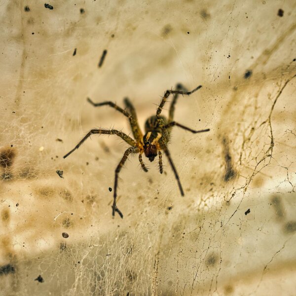 Detailed macro shot of a spider on its intricate web illustrating natural beauty.